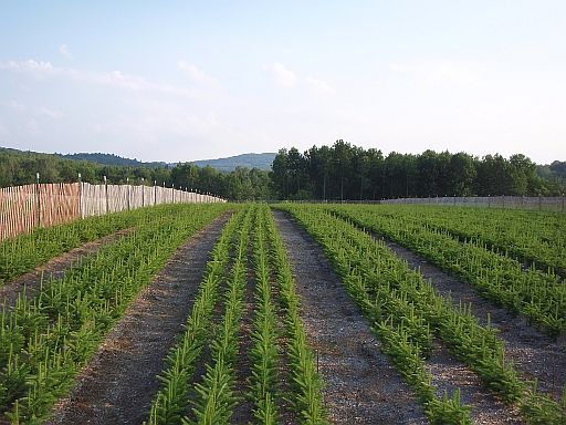 Asack and Son Transplant beds